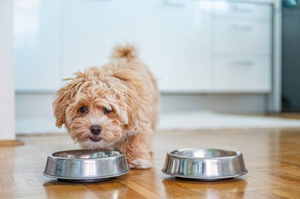 Explore the Preferred Diet of Poodle Dog
