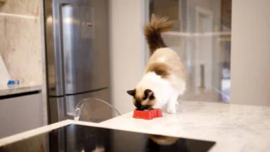 Explore the Preferred Diet of Ragdoll Cat