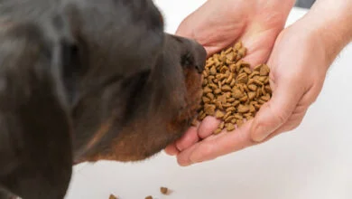 Explore the Preferred Diet of Rottweiler