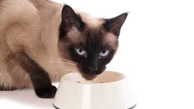 Explore the Preferred Diet of Siamese Cat