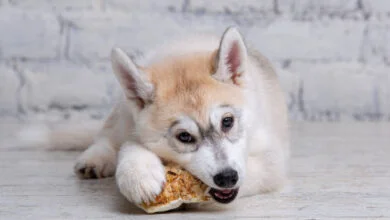 Explore the Preferred Diet of Siberian Husky