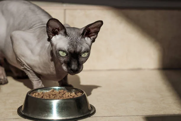 Explore the Preferred Diet of Sphynx Cat