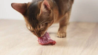 Explore the Preferred Diet of Abyssinian Cat