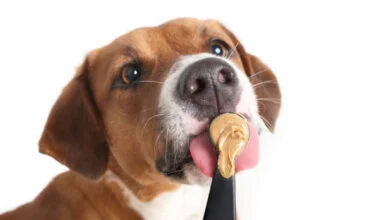Do Beagle dogs enjoy consuming peanut butter?