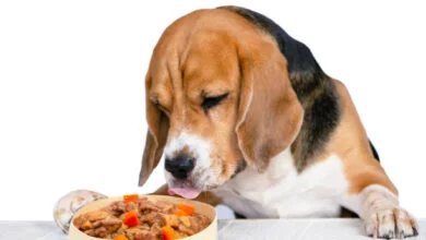 Do Beagle Dogs Enjoy Consuming Carrots