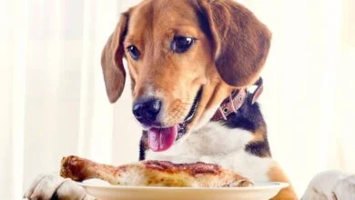 Do Beagle Dogs Enjoy Consuming Chicken