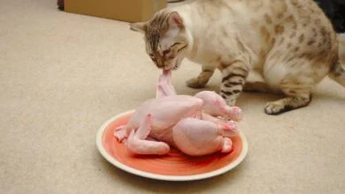 Do Bengal Cat Enjoy Consuming Chicken