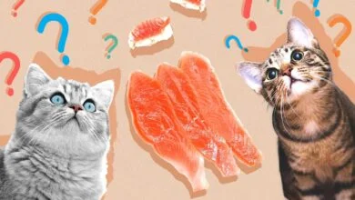 Do British Shorthair Cat Enjoy Consuming Salmon