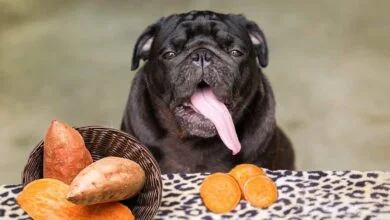 Do Bulldog Enjoy Consuming Sweet Potatoes