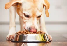 Explore the Preferred Diet of Labrador Retrievers