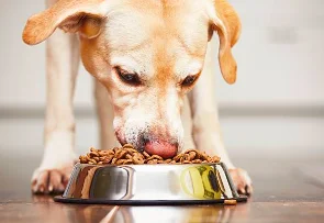 Explore the Preferred Diet of Labrador Retrievers