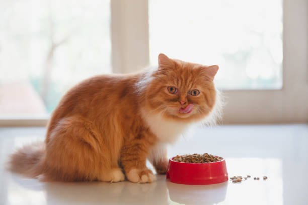 Explore the Preferred Diet of Persian Cat